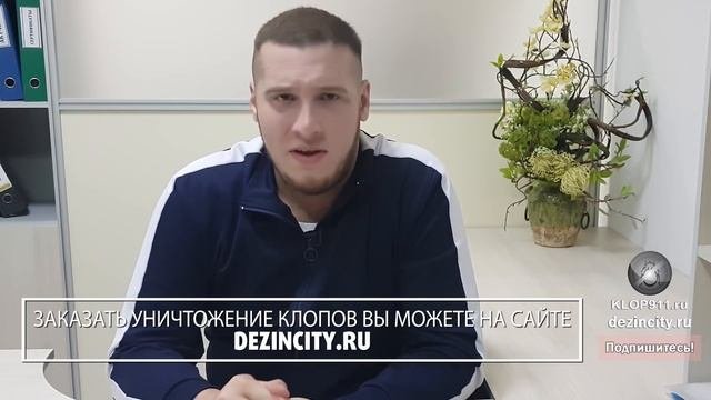 Все, что нужно знать о постельных клопах, чтобы быстро от них избавиться