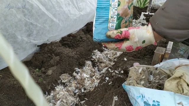 Весенняя посадка розы ,томатов и рассады свëклы. 11 мая. 2020 г.