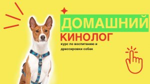 "Домашний кинолог"-курс по воспитанию и дрессировки собак