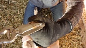 ОКОТ ПРОШЕЛ, ПРОЦЕДУРЫ С ЯГНЯТАМИ И ОВЦЕМАТКОЙ/trimming a hoof in sheep