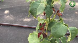 Семенные коробочки у Роз. Когда их убирать. 1 часть. Питомник ? и ? Е. Иващенко