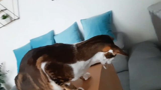 Unboxing лапами и зубами: ориентальный кот - открыватель?| Oriental Cat Tries To Open A Huge Box