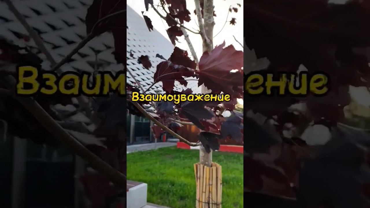 Взаимоуважение
