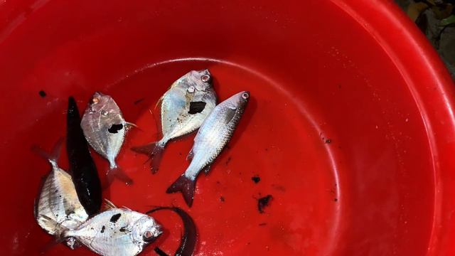 MADALING PAMAMARAAN SA PAGHULI NG MARAMING SUGPO HIPON ALIMASAG ISDA no need High capital #62 смотреть онлайн