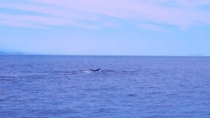 Киты на Камчатке Whales Kamchatka