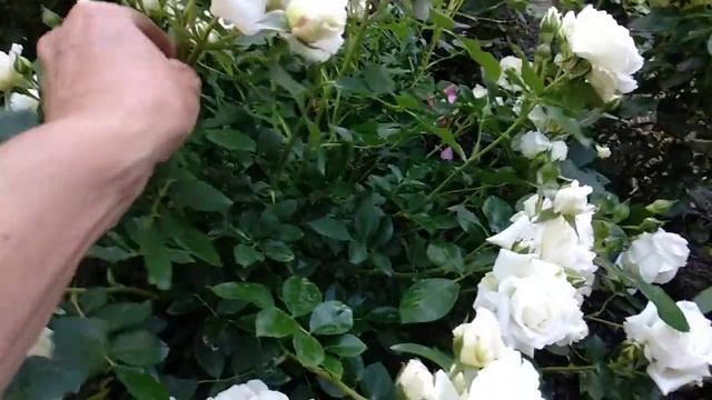 Роза Космос  флорибунда от Кордес. Вечер.