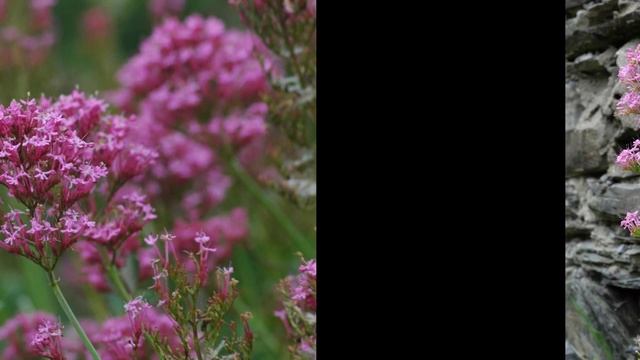 ВАЛЕРИАНА,  или  КЕНТРАНТУС  (CENTRANTHUS)  сем. Валериановые