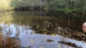 Осень, рыбалка в Ленинградской области. Щука очнулась.