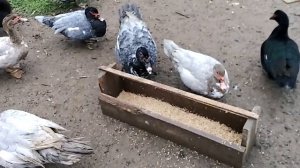 Голубые мускусные утки / индоутки