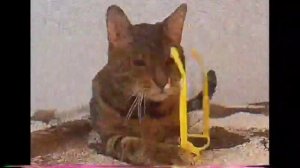 котинет но это аналоговое телевидение и 2013 год