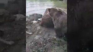 Медведи задрали волка