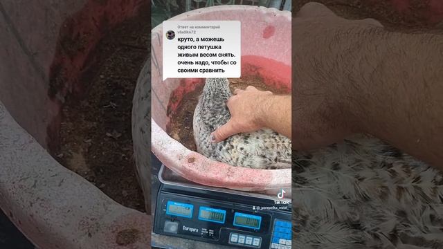 Мясояицные куры. Забой молодых цыплят, живой вес и вес тушки #куры #цыплята #мясо #ферма смотреть онлайн