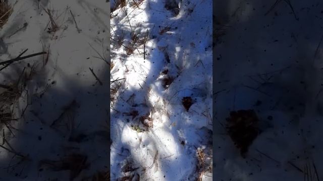 мешок шишки с кедра смотреть онлайн