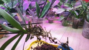 У орхидеи сгнили почти все корни, что делать, как спасти... Часть 3
