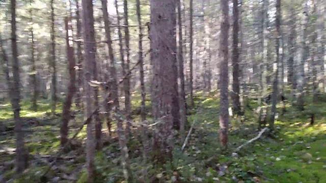 Русский лес.Источник ясны,мудрости. смотреть онлайн