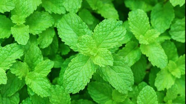 ČAJ OD KOPRIVE - JEDNOSTAVAN RECEPT KOJI LIJEČI VIŠE OD 5 BOLESTI смотреть онлайн