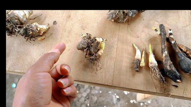 Bulbos de plantas como: tulipanes, liriums, cartuchos, anturios y más смотреть онлайн