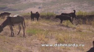 Гиссарские овцы и взаимоотношения между саги дахмарда из разных отар