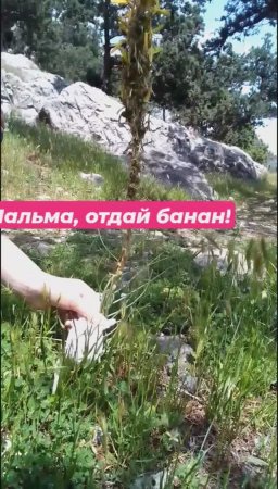 Мышуня Толстуня трясет цветок и требует банан