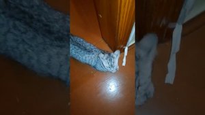 Киска очень хочет котика. КОШКА ПРОСИТ КОТА!