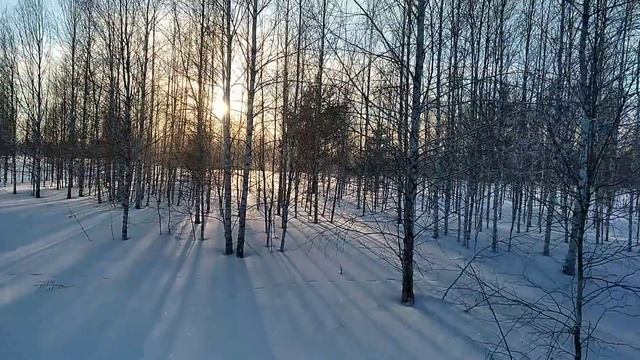 Охота на тетерева зимой .Подкрался к косачам.Лисица жрёт птиц в снегу.10 км на лыжах за 15 мин))) смотреть онлайн