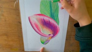 How to draw a flower/ Callas lilies/ быстро нарисовать цветок карандашами