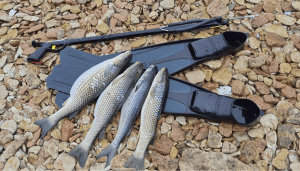 Подводная охота на Пеленгаса (остров Русский, Приморский край, г. Владивосток)