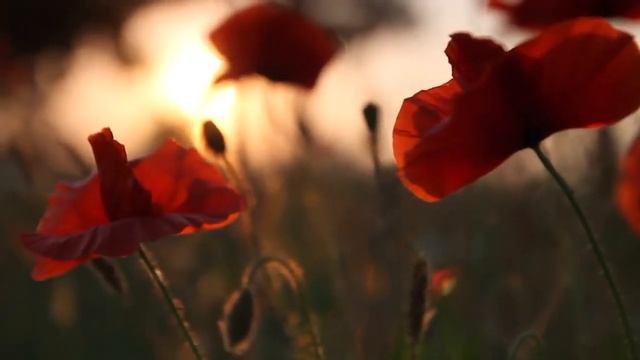 Poppies / Maki Canon 1100d