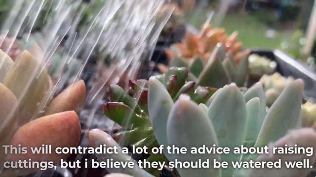 Main Reasons Succulent Cuttings Won't Grow Roots смотреть онлайн