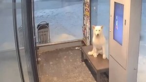 Пёс нашёл себе дом на зиму — тёплую остановку в Сургуте