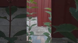 Гортензия на штамбе часть 1. Начало формирования.