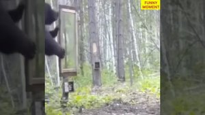 Забавные животные Топ-50 вирусных видео Часть-4, Смешные собаки, Кошки, Домашние животные И вирусные