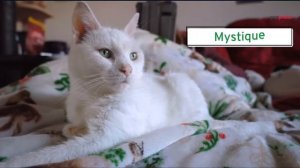 Top & Best White Cat Names - Choose the Best Name for a White Kitten