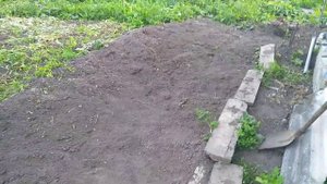 Крысиная нора под лавандой.#нора,#крысинаянора,#грызуны.