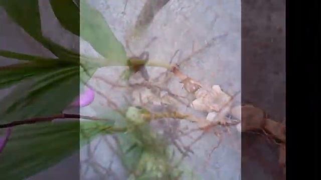 bletilla striata, chinese ground orchid смотреть онлайн