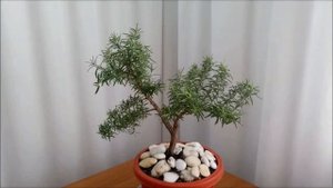 Бонсай из Розмарина/ Rosmarínus. #1  Лето 2021  #Rosmarínus #bonsai #BonsaiNaBalkone