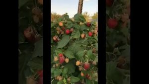 Квелли - суперМалина ремонтантная!