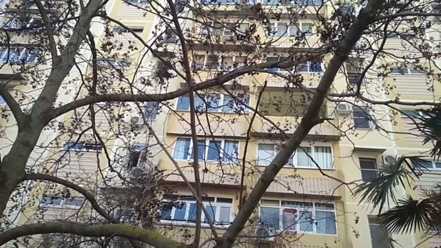 Конфетное дерево растет в Сочи. смотреть онлайн