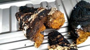 Chaga - Inonotus obliquus