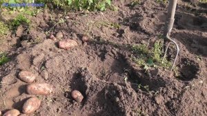 Будни в деревне #22   Копаем картошку, сорт /Аврора/