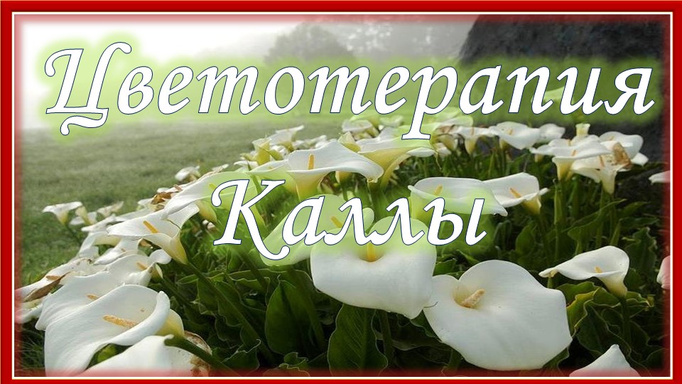 Цветотерапия. Каллы