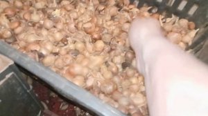 Как я храню ЛУК зимой//Семена семейного лука на весну.