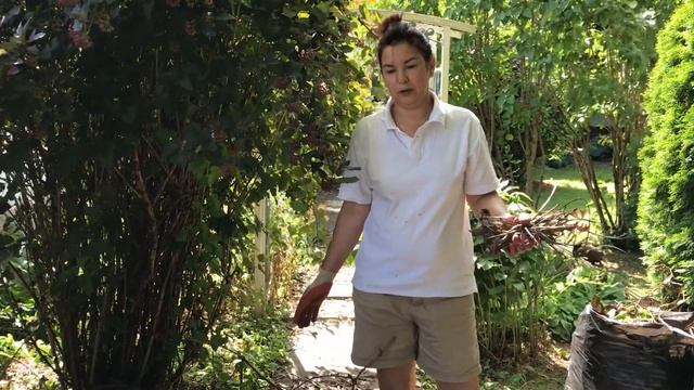 ДЕВИЧИЙ ВИНОГРАД - садовый хулиган или красавец? В чем опасность? смотреть онлайн