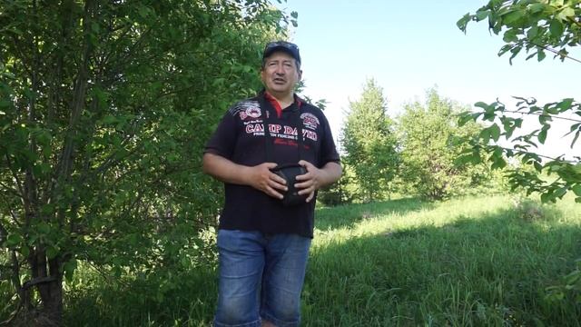 Листорасположение