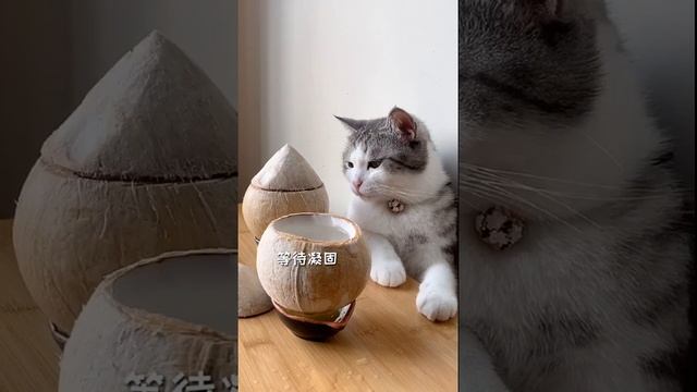 #short #Cat # Pet #Cute Chef Catie Puzzy Cooking Food | Милый кот готовит 2021