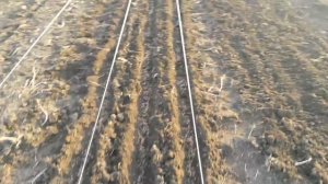 Посадка антипки