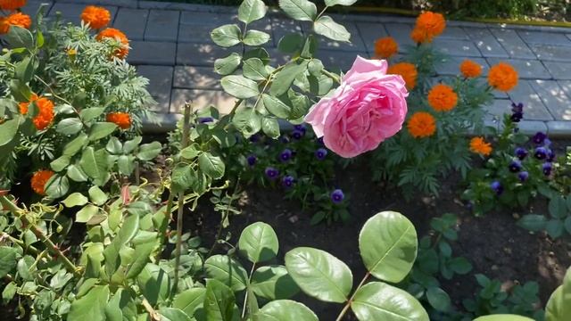 Английские розы. Ждать ли второго цветения? смотреть онлайн