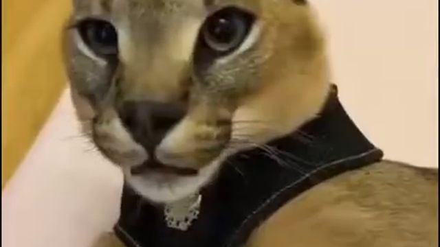 Фразы шлёпы над которыми надо задуматься смотреть онлайн