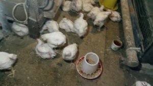 Можно ли ставить кондиционер в курятник?