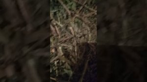 Кормление бычков жомом ???